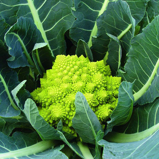 Cauliflower Veronica F1 Organic Seed