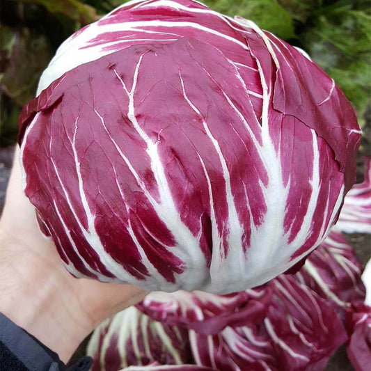 Radicchio Leonardo F1 Organic Seed