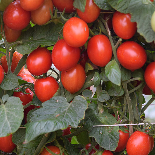 Tomato Ruby Crush F1 Seed