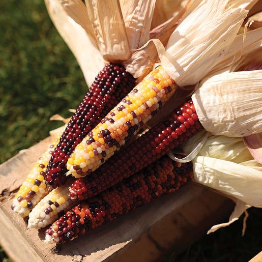 Ornamental Corn Firecracker Seed