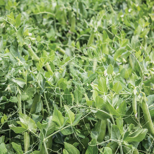 Pea SS 141 Sugar Snap Organic Seed
