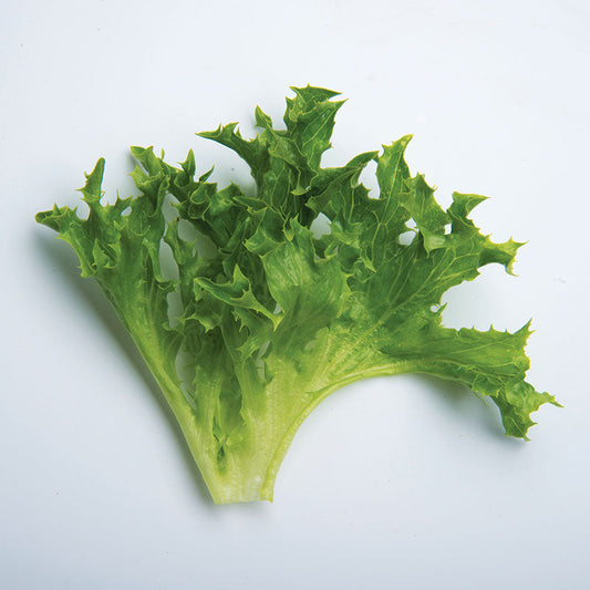 Lettuce Ezrilla MTO Organic Seed