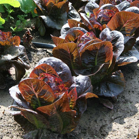 Lettuce Truchas MTO Organic Seed