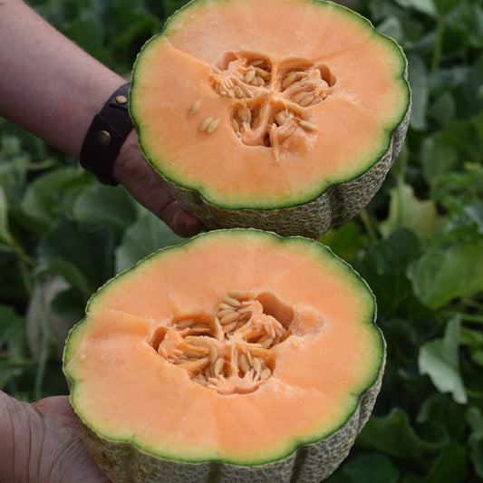 Melon Iperione F1 Seed