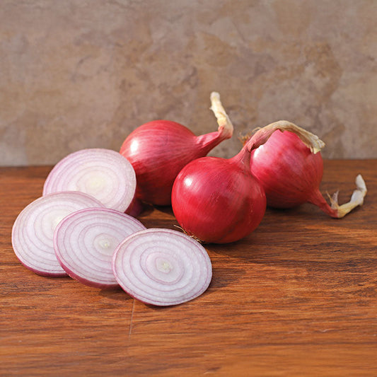 Onion Blush F1