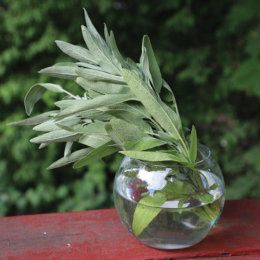 Sage Fanni Organic Seed