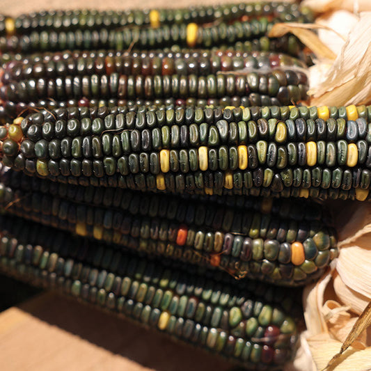 Ornamental Corn Oxacana Green Dent Seed