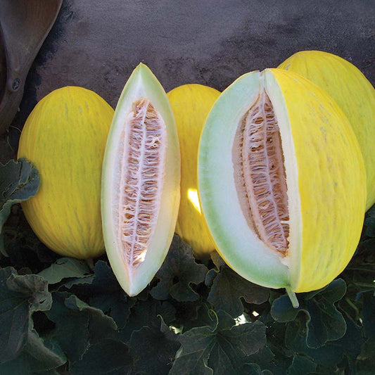 Melon Tweety F1 Seed