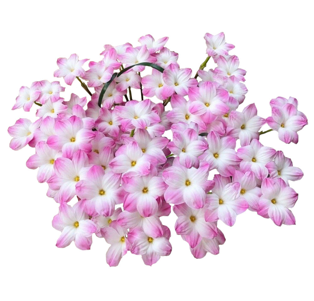 Rain lily bulbs for planting - Rain lily bulk - Rain lily bulbs for planting - Suitable for gardens and flowerpots