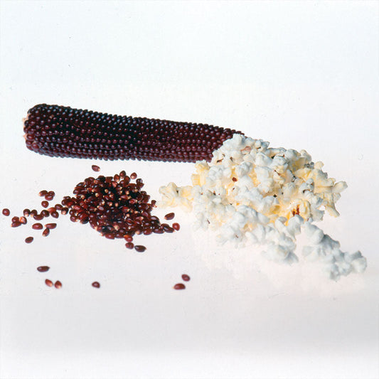 Ornamental Corn Ruby Red F1 Seed
