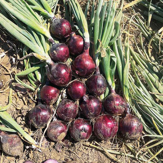Onion Tannat F1 Seed