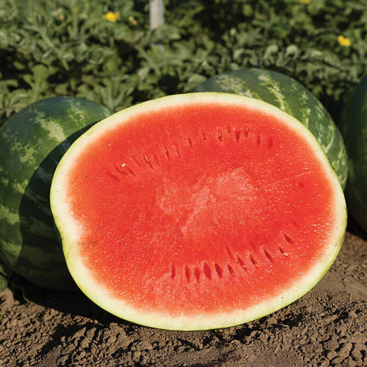 Watermelon Eleanor F1 Seed