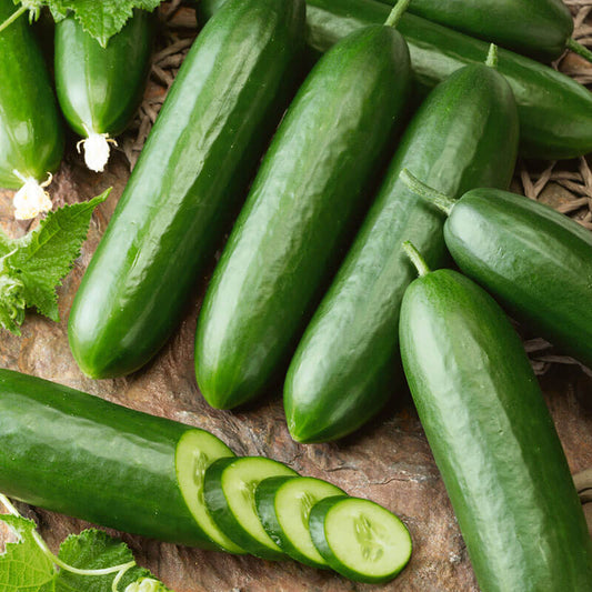 Cucumber Snack F1 Seed