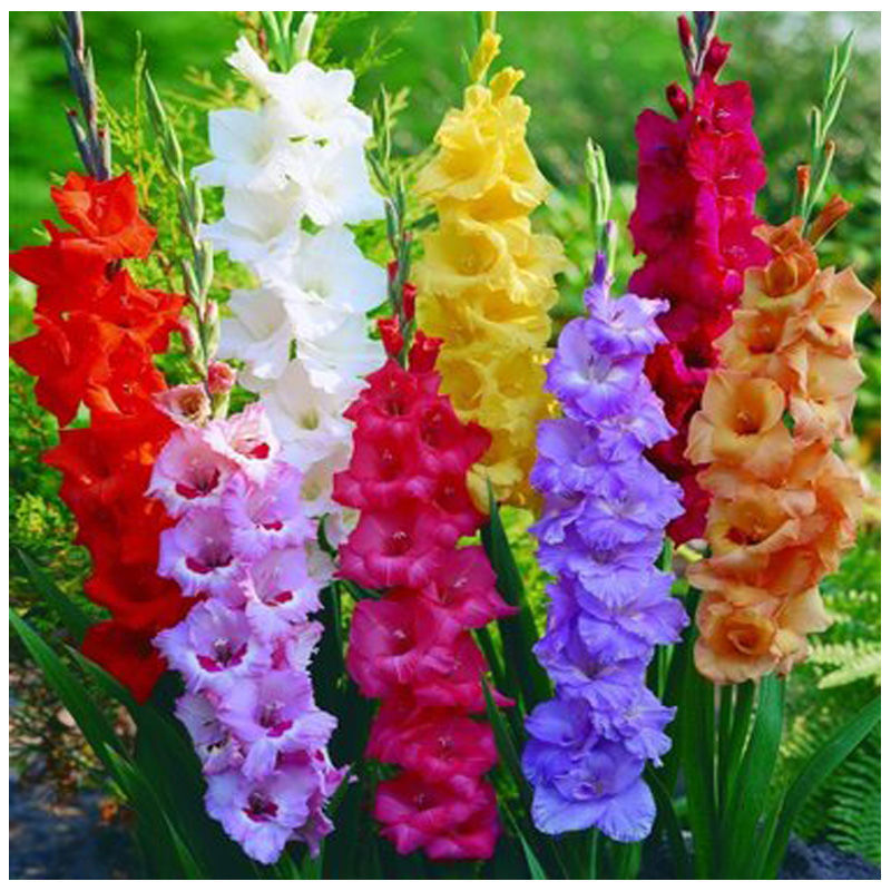 Extra Large Bulbs Spectacular Large Flowering Bullbs Gladiolus Red & White Zizane GladioliSword Lily Bulb Plant Start Root