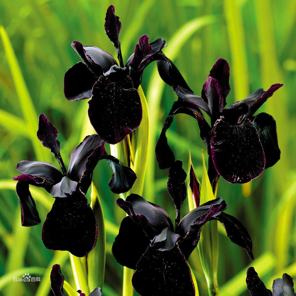 Pretty Flowering Perenials Reblooming Iris Bulbs Bearded Iris Black Root Plant Great Spectacular Flower Heads Plant Bulbs Flower Seeds