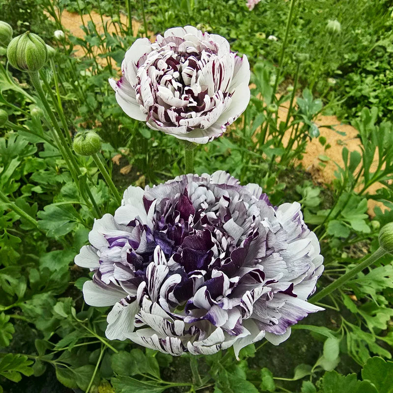 Brushmark Estrada Ranunculus