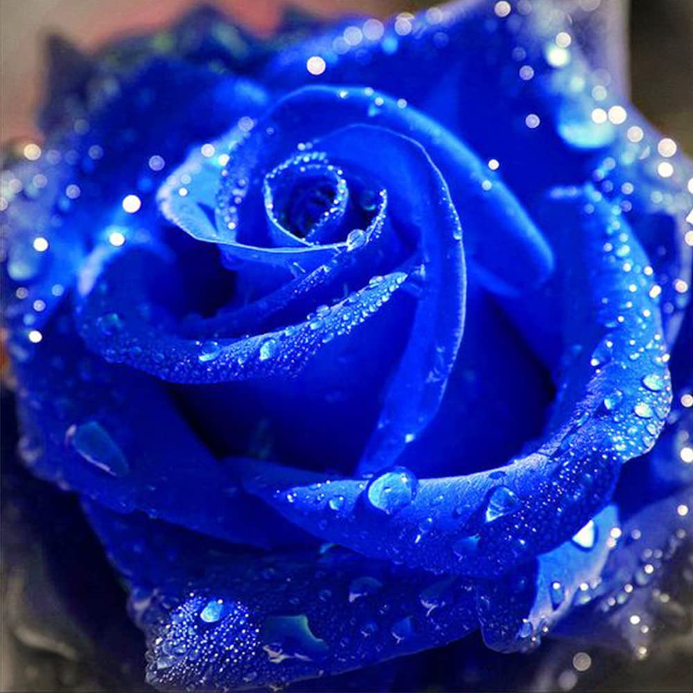 Cheap Mix Colors Rose Seedlings Flower Seeds Perennial Growing Bonsai Corms Tubers Potted Planting Reblooming Fragrant Garden Roots Rhizomes Species Blooms Plant Bulbs Gardening Tree