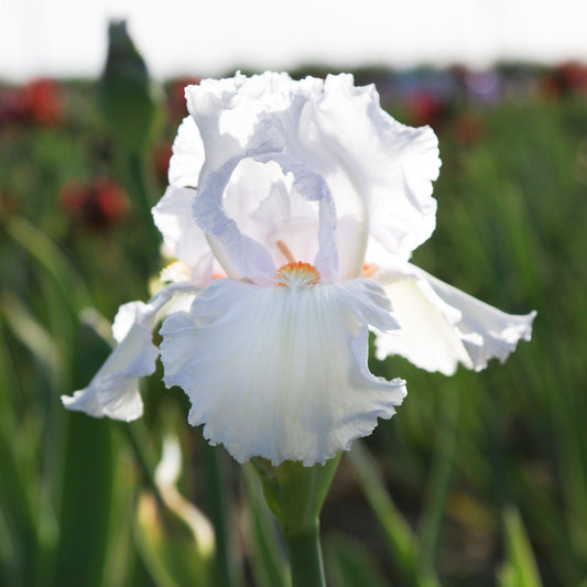 Bearded Iris - Califlora Eternal Bliss (Reblooming)