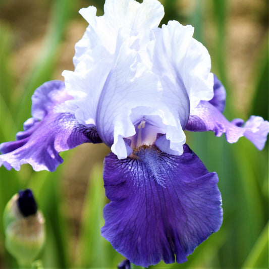 Bearded Iris - Califlora Mariposa Skies (Reblooming)
