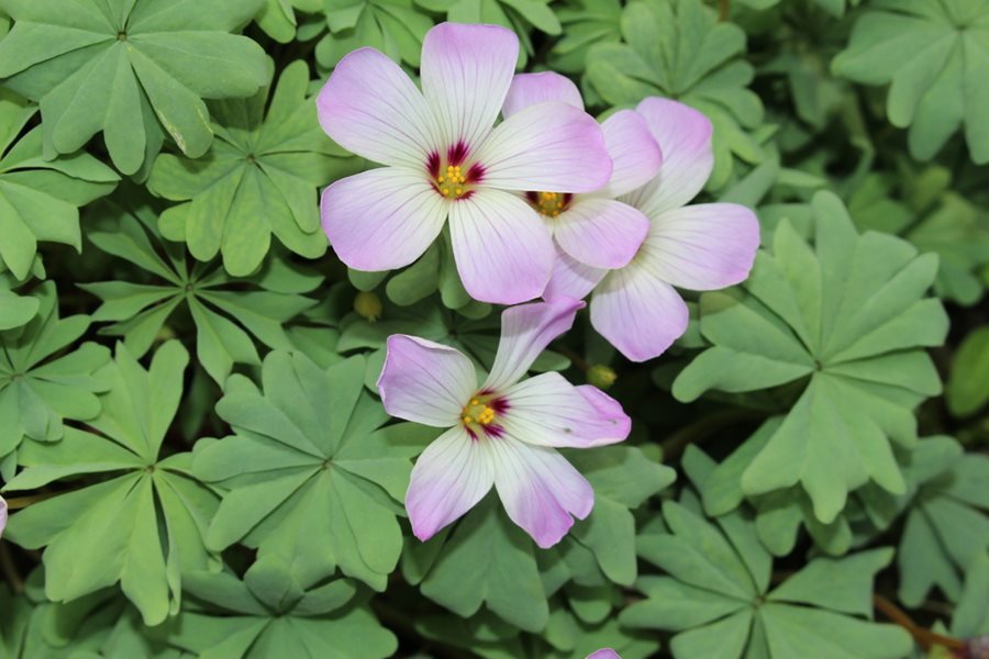 Silver Oxalis Bulbs Wood Sorrel Shamrock Perennial Growing Bonsai Roots Rhizomes Corms Tubers Potted Planting Reblooming Fragrant Garden Species Blooms Flower Seeds Plant Gardening