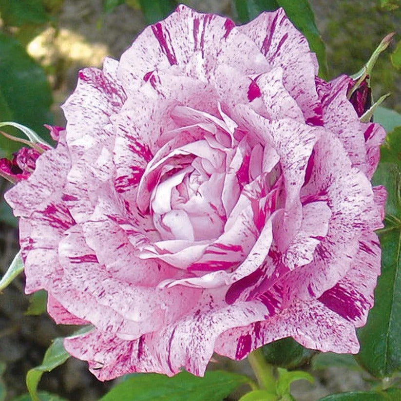 Fuchsia White Rose Seeds