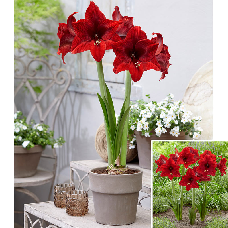 Arabian Night Amaryllis Hippeastrum Blooms Species Growing Bonsai Bul –  Easytogrowbulb