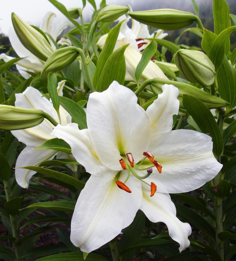 white oriental lily bulbs Crystal Blanca Oriental Hybrid Lily Blooms Species Growing Bonsai Bul –  Easytogrowbulb