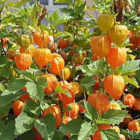 Cape Gooseberry Tomatillo, Ground Cherry Goldenberry Seeds