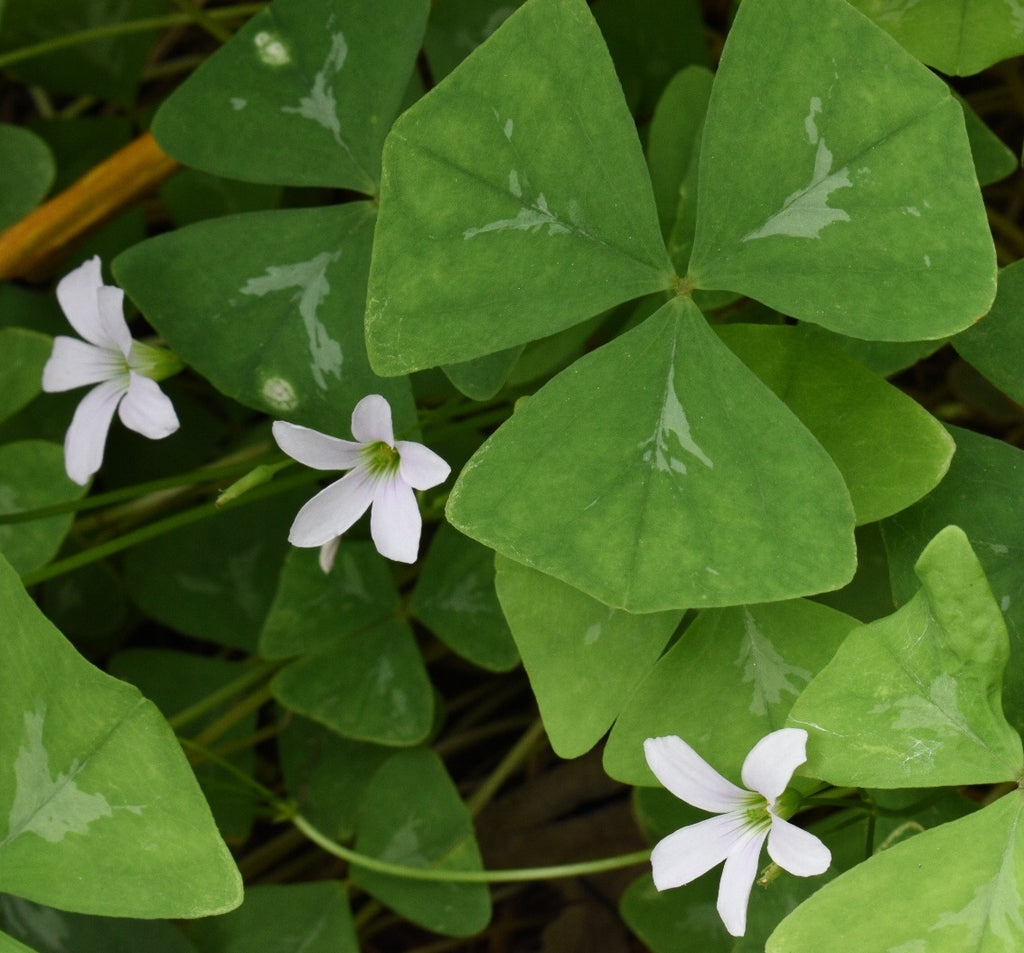 Warren Sorrel Oxalis Bulbs Wood Shamrock Perennial Growing Bonsai Roots Rhizomes Corms Tubers Potted Planting Reblooming Fragrant Garden Species Blooms Flower Seeds Plant Gardening