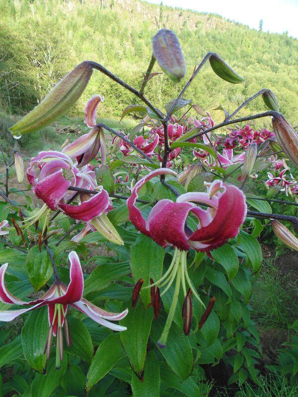 Black Beauty Orienpet Hybrid Lily Blooms Species Growing Bonsai Bulbs Roots Rhizomes Corms Tubers Potted Planting Reblooming Fragrant Garden Flower Seeds Plant