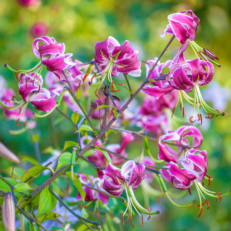 Black Beauty Turk's Cap Lily Blooms Species Growing Bonsai Bulbs Roots Rhizomes Corms Tubers Potted Planting Reblooming Fragrant Garden Flower Seeds Plant