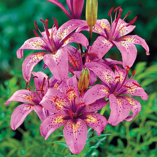 reblooming asiatic lily Silly Girl Lily Every Bloom is Perfect Lily Blooms Species Growing Bo – Easytogrowbulb