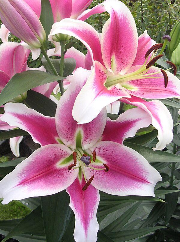 candy lily flower Candy Club Orienpet Hybrid Lily Blooms Species Growing Bonsai Bulbs R –  Easytogrowbulb