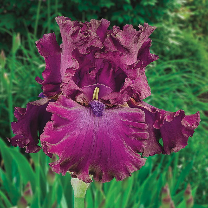 Berry Fulfilling Bearded Iris Species Growing Bonsai Bulbs Roots Rhizomes Corms Tubers Potted Planting Reblooming Fragrant Garden Flower Seeds Plant