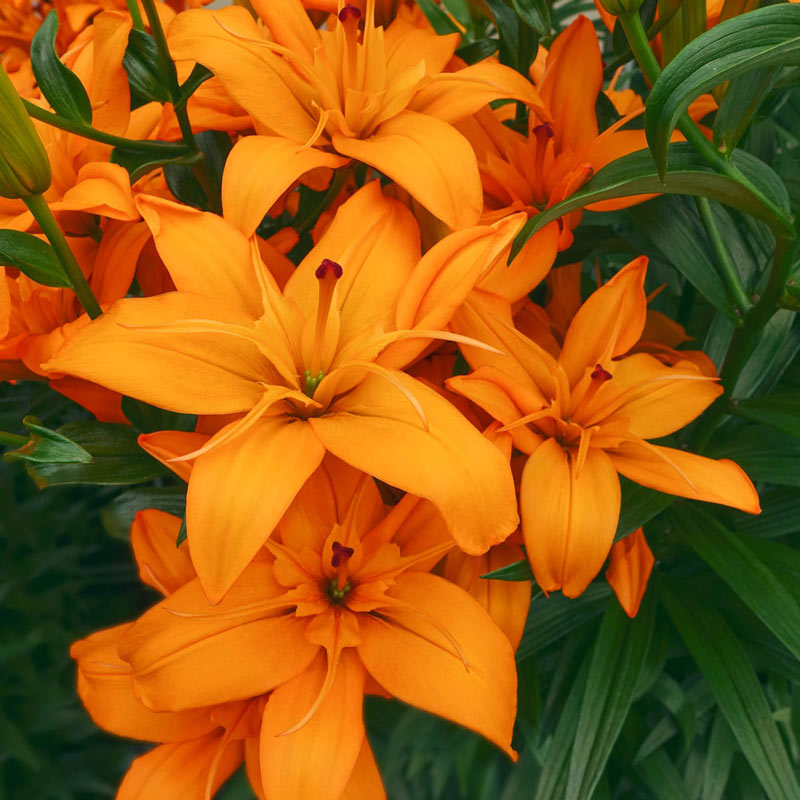 will my asiatic lily rebloom Regent's Park Asiatic Lily Blooms Species Growing Bonsai Bulbs Roots –  Easytogrowbulb