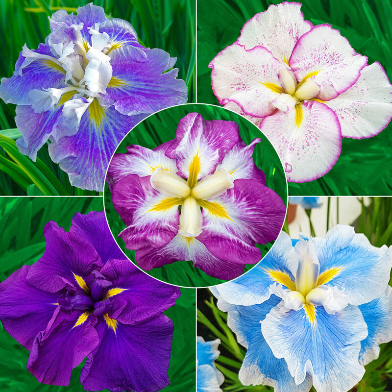 brecks flower seeds Breck's Dinner Plate Japanese Iris Collection Iris Species Growing Bo – Easytogrowbulb