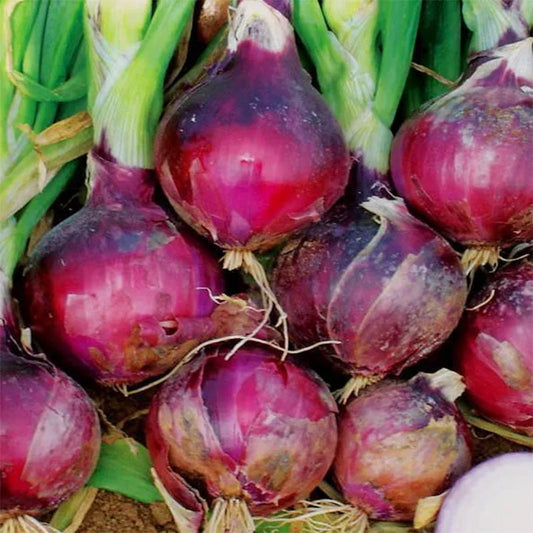 Onion Monastrell F1 Organic