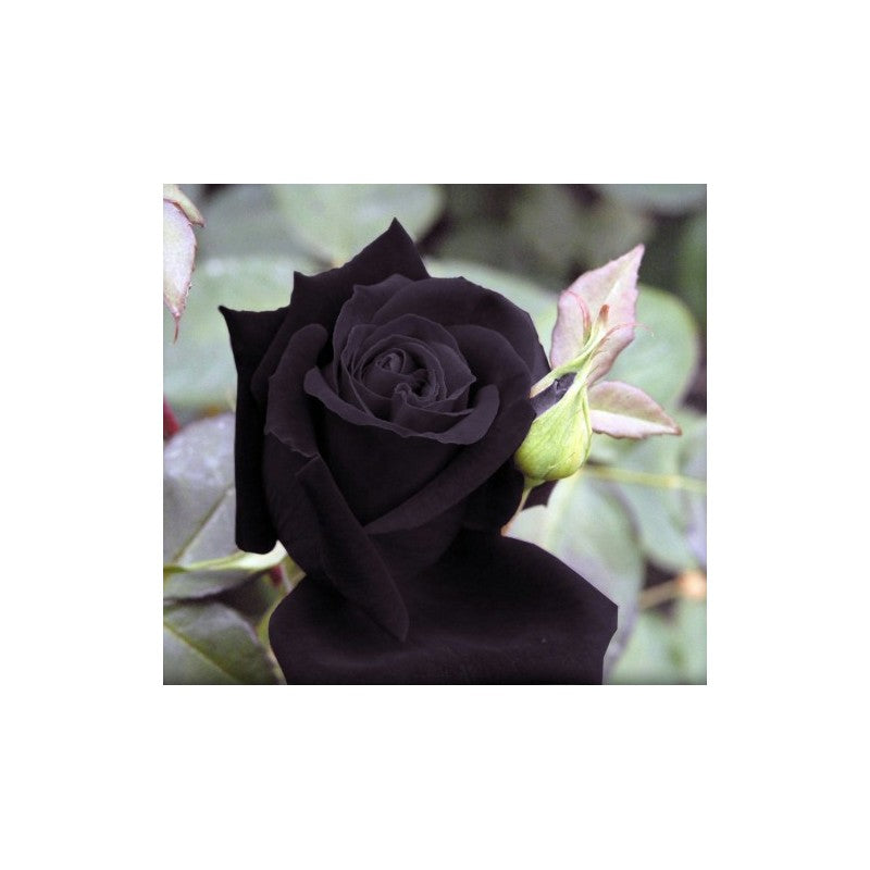 Black Rose Seedlings Flower Seeds Perennial Growing Bonsai Corms Tubers Potted Planting Reblooming Fragrant Garden Roots Rhizomes Species Blooms Plant Bulbs Gardening Tree