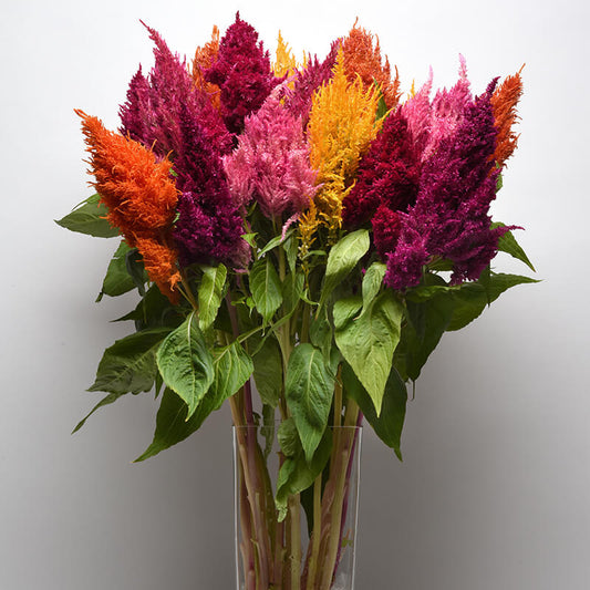 Celosia Sunday Mix Seed