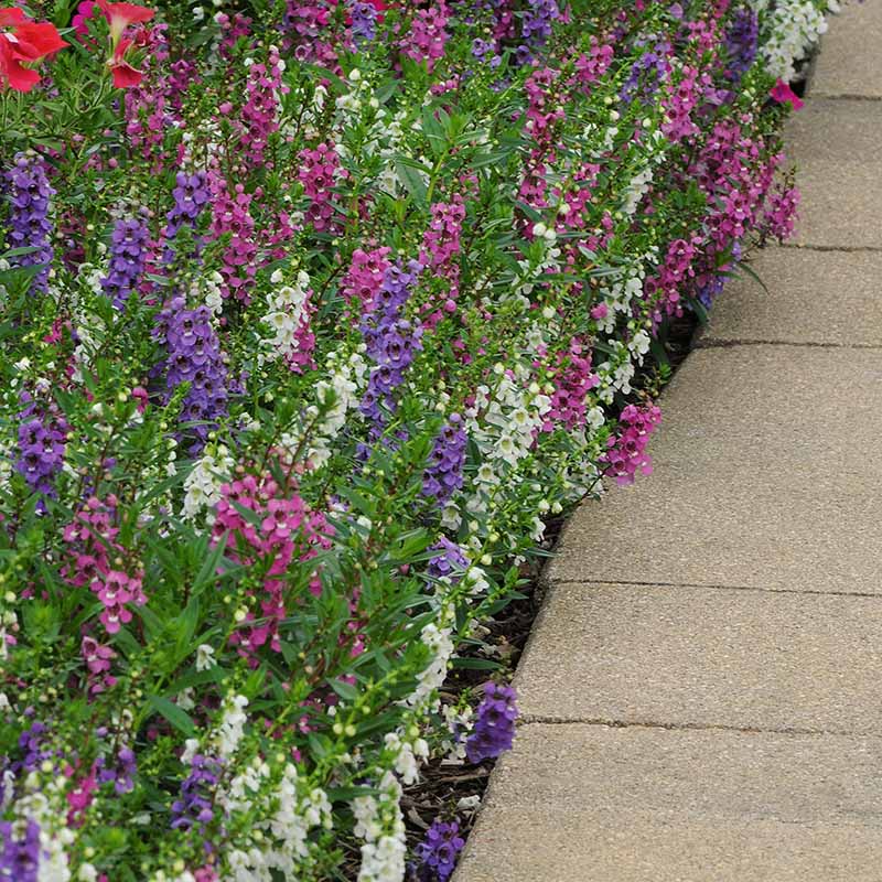 Angelonia Serenita Mix F1 Seed