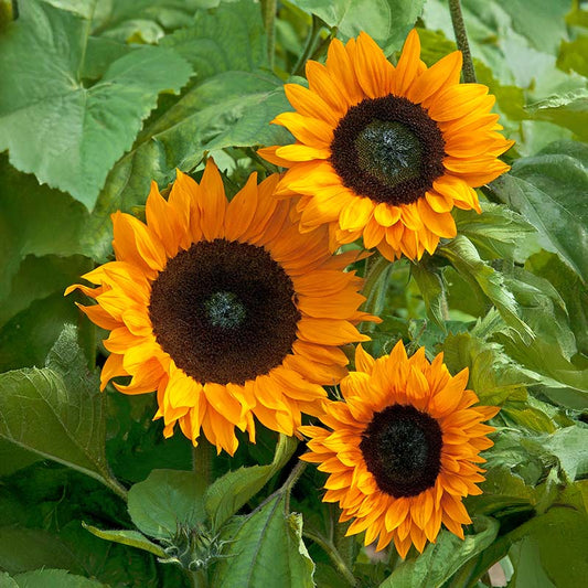 Sunflower Copper Queen F1 Seed