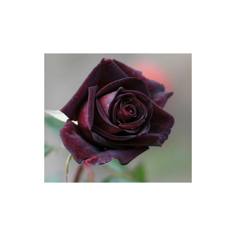 Black Rose Seedlings Flower Seeds Perennial Growing Bonsai Corms Tubers Potted Planting Reblooming Fragrant Garden Roots Rhizomes Species Blooms Plant Bulbs Gardening Tree