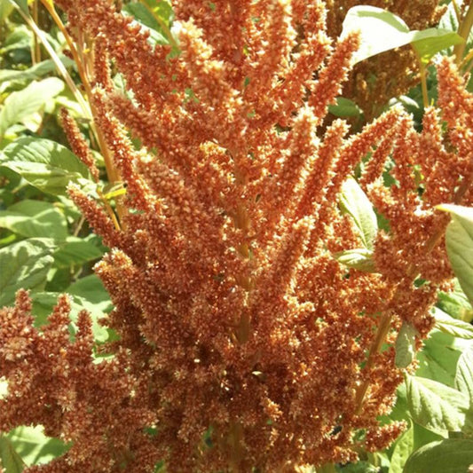 Amaranthus Hot Biscuits Mix Organic Seed