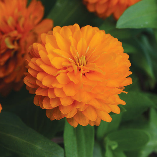 Zinnia Zahara Double Bright Orange Seed