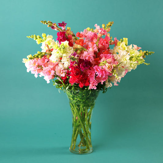 Snapdragon Madame Butterfly Mix F1 Seed