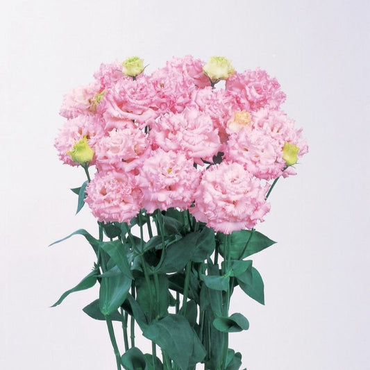 Lisianthus Voyage 2 Pink Seed