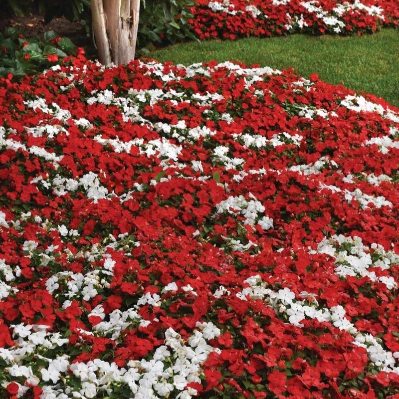 Impatiens Beacon Red White Mix Seed