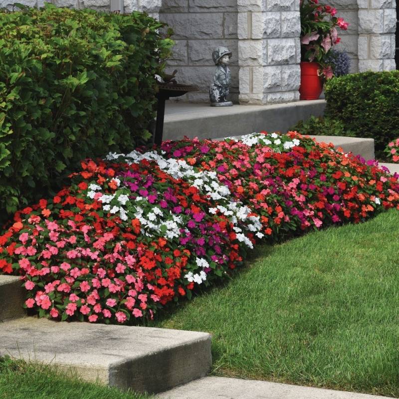 Impatiens Beacon Select Mix Seed