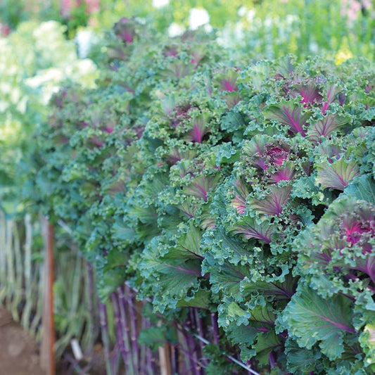 Ornamental Kale Crane Ruffle Red F1 Seed