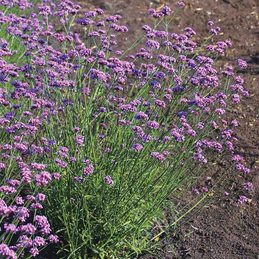 Verbena Vanity Seed